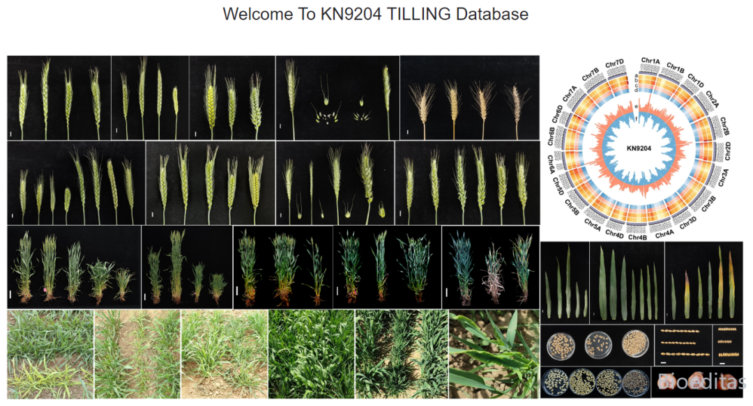 文献集锦 | 首次发表KN9204 EMS突变体库，丰富冬小麦功能基因组学 - 陕西佰艾基因信息科技有限公司